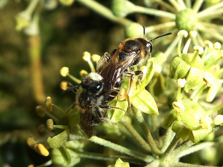 Parende goudpootzandbijen op klimop, Vogelwaarde, 13 oktober
