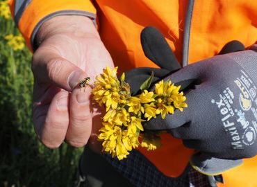 Onderzoek naar biodiversiteit Zonnepark Heerenveen