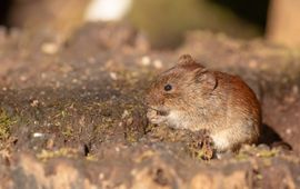 James West, Flickr Veldmuis