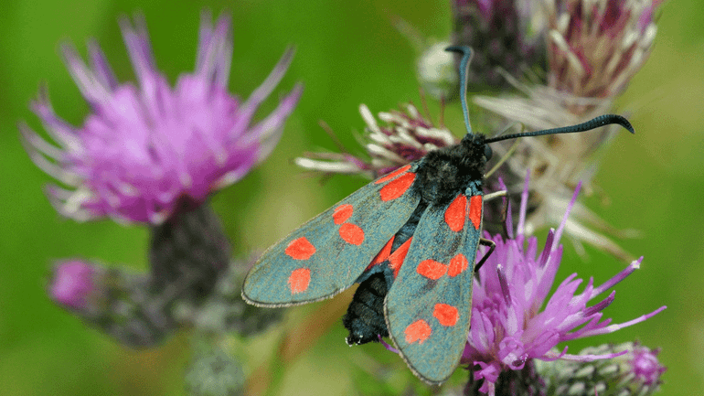 Spaanse ruiter met sint-jansvlinder; dit zijn typische soorten voor blauw grasland