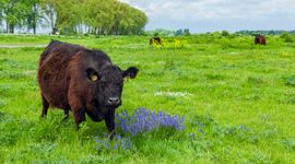 Grote herbivore zoogdieren, zoals gallowayrunderen (hier in de Gelderse Poort) en konikpaarden, bepalen mede hoe het landschap zich ontwikkelt.