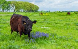 Grote herbivore zoogdieren, zoals gallowayrunderen (hier in de Gelderse Poort) en konikpaarden, bepalen mede hoe het landschap zich ontwikkelt.