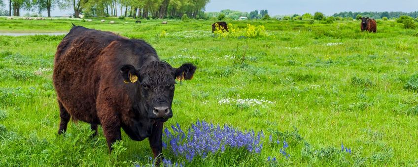 Grote herbivore zoogdieren, zoals gallowayrunderen (hier in de Gelderse Poort) en konikpaarden, bepalen mede hoe het landschap zich ontwikkelt.