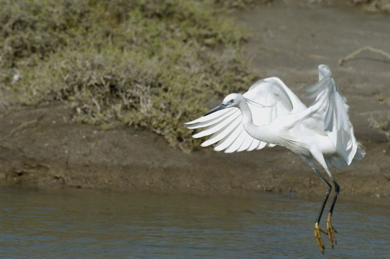 Kleine zilverreigers hebben gele tenen en een zwarte snavel