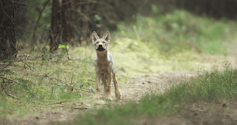 Wolvenpup Scout (still uit de film)