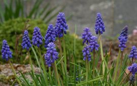 Muscari botryoides. Blauwe druifjes