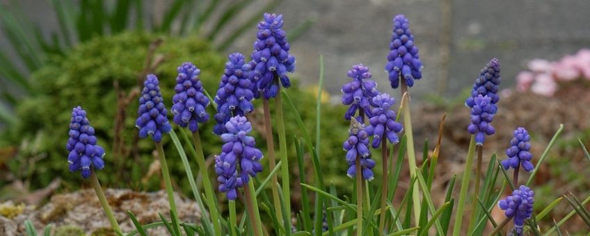 Muscari botryoides. Blauwe druifjes