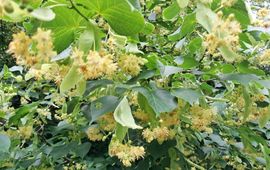 Hollandse linde, bloeiwijze - Tilia x europaea (T. cordata x T. platyphyllos)