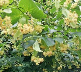 Hollandse linde, bloeiwijze - Tilia x europaea (T. cordata x T. platyphyllos)