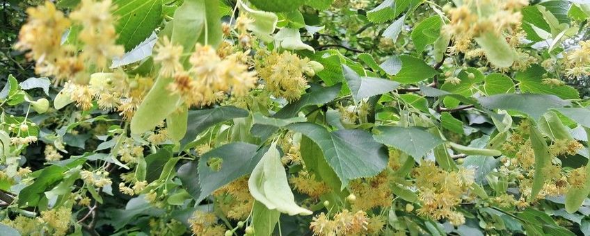 Hollandse linde, bloeiwijze - Tilia x europaea (T. cordata x T. platyphyllos)