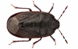 De graafwants Ochetostethus nanus