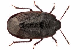 De graafwants Ochetostethus nanus