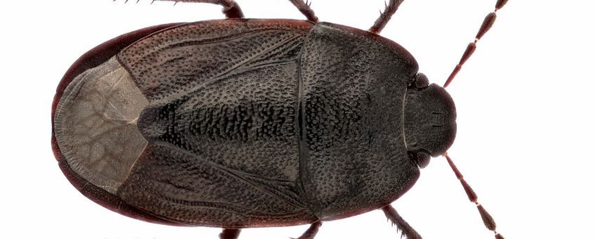 De graafwants Ochetostethus nanus