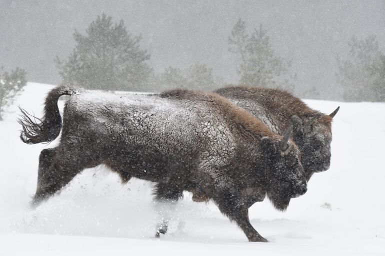 Door de goede isolatie van de vacht van deze wisenten op de Veluwe blijft de sneeuw er gewoon bovenop liggen en smelt niet