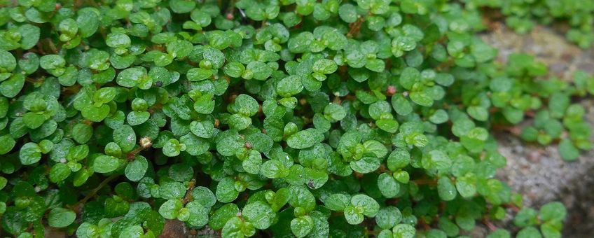 Slaapkamergeluk Saxifraga