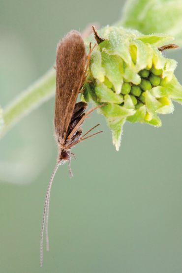 De schietmot Holocentropus insignis