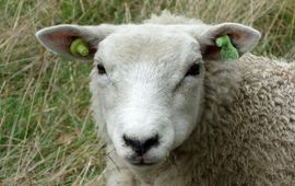 Schaap Schaap