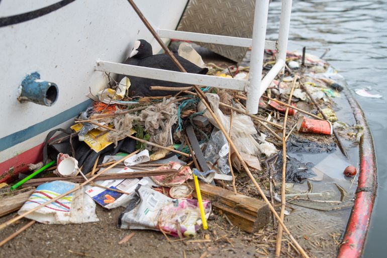 Vuilrijk meerkoetnest op Urk