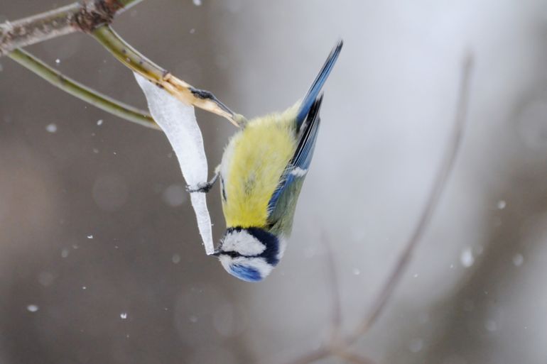 Mensentenen bevriezen, vogeltenen bevriezen níet