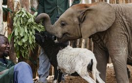 IFAW Nania met haar verzorger en haar schapenmaatje Whisty.