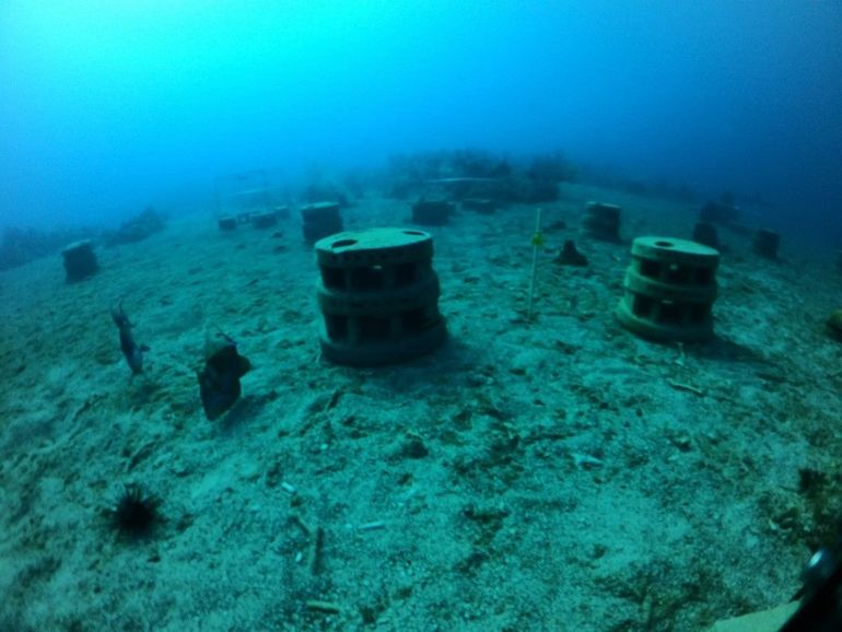 Time lapse footage with a Queen triggerfish attacking one of the Diadema sea urchins, in the bottom left of the picture