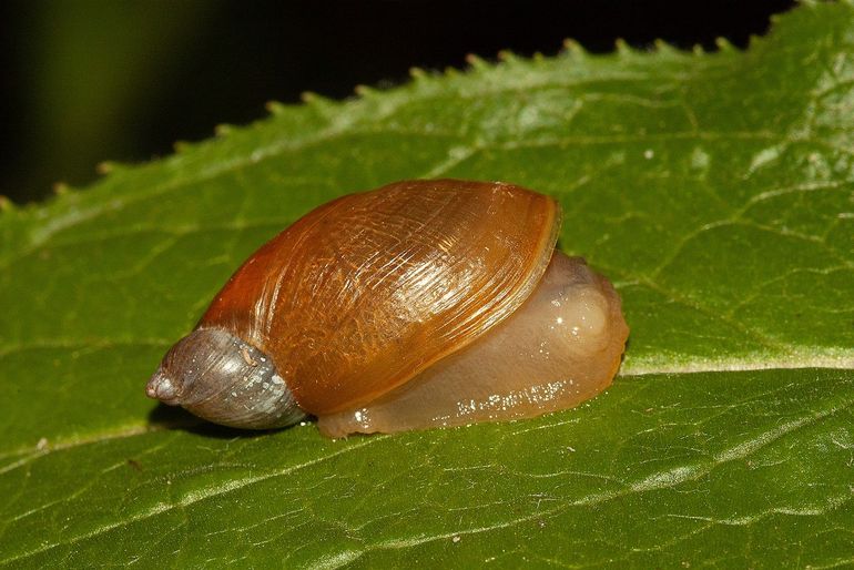 Barnsteenslakken zijn gastheer voor de oogsteelslakkenworm
