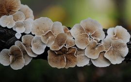 Crepidotus variabilis, Wit oorzwammetje