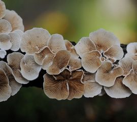 Crepidotus variabilis, Wit oorzwammetje