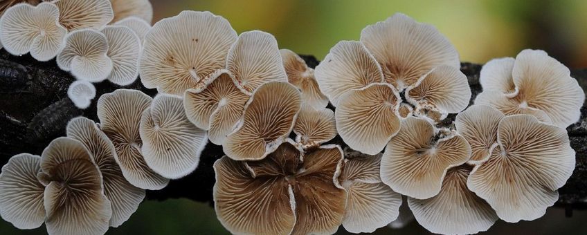 Crepidotus variabilis, Wit oorzwammetje