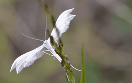 Tom Heijnen, Saxifraga Pterophorus pentadactyla, Vijfvingerige vedermot