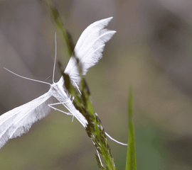 Pterophorus pentadactyla, Vijfvingerige vedermot