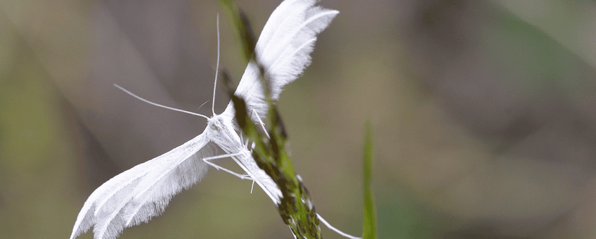 Pterophorus pentadactyla, Vijfvingerige vedermot