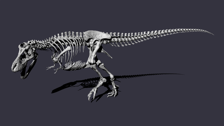 De nieuwe reconstructie van T. rex Trix heeft een aanvallende houding
