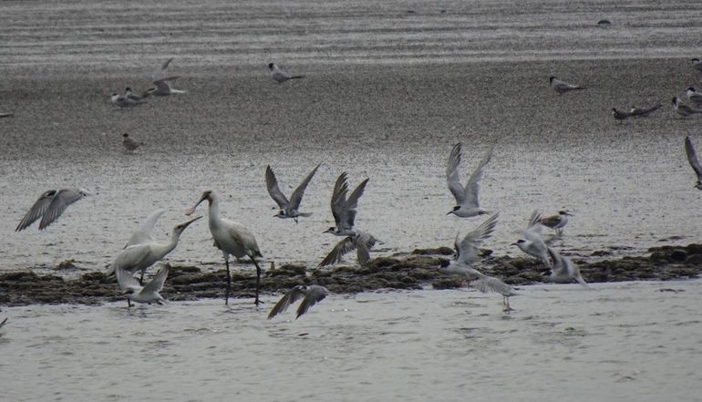 Zwarte sterns, visdieven en lepelaars foeragerend in de geulen van de Westelijke Waddenzee