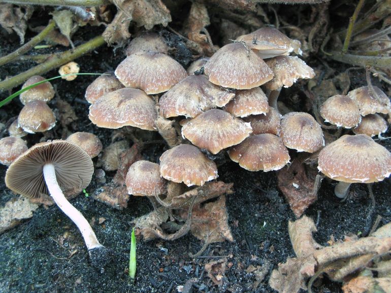 Brandplekfranjehoed (Psathyrella pennata)