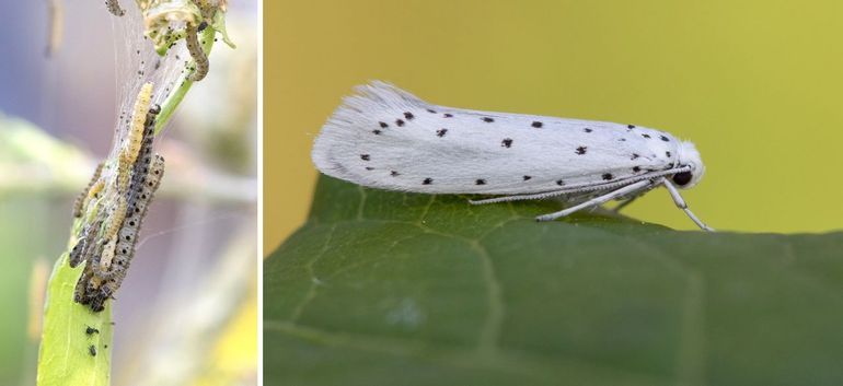Kardinaalsmutsstippelmot, rupsen en vlinder