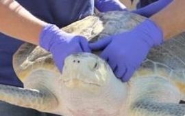Mote Marine Laboratory Kemps zeeschildpad verhuist naar Amerika thumbnail