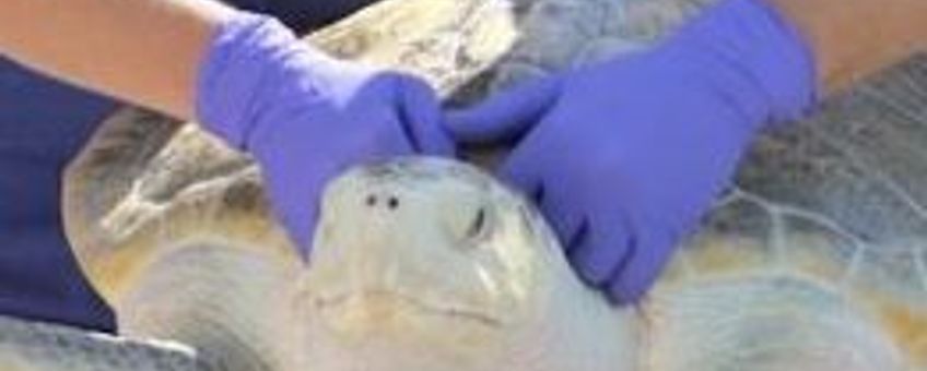 Kemps zeeschildpad verhuist naar Amerika thumbnail
