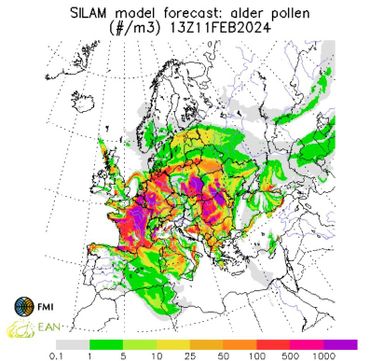 Europese elzenpollenverwachting voor 11 februari 2024, gemaakt op 9 februari 2024