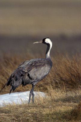 Grus grus. Kraanvogel