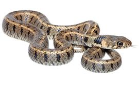 Jelger Herder Oostelijke ringslang (Natrix natrix persa)