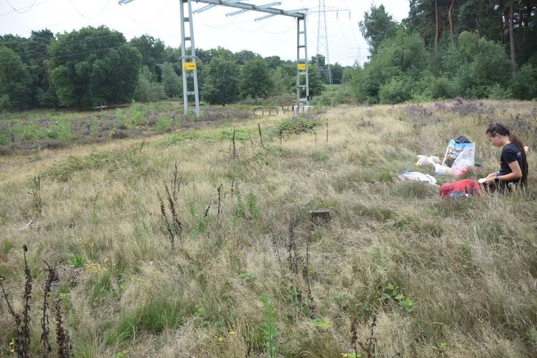 Onderzoeker in het veld op de Beegderheide, waar sprinkhanen worden gevangen om hun dieet, via DNA uit keutels, te analyseren