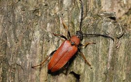 Vrouwtje gewone smalboktor (Stictoleptura rubra)