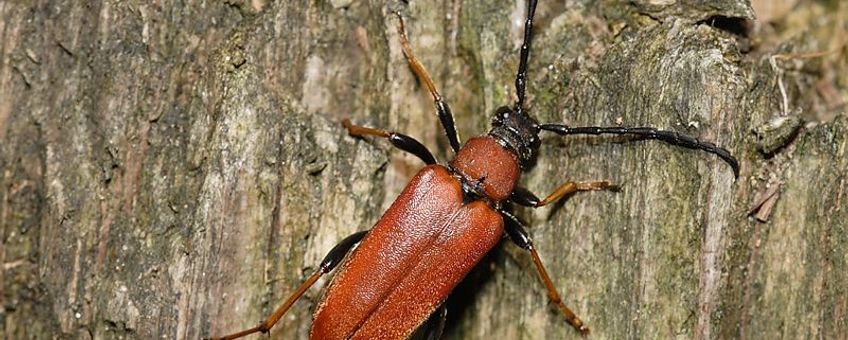 Vrouwtje gewone smalboktor (Stictoleptura rubra)