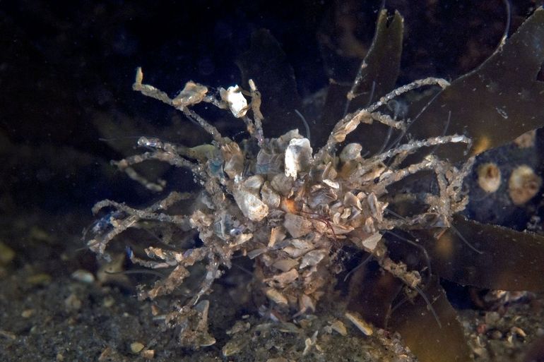 Boven het sediment uitstekende koker van de Schelpkokerworm (Lanice conchilega) met zijn typische filamenten