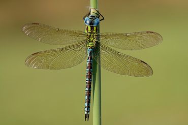 De bedreigde en beschermde groene glazenmaker