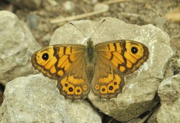 Bij het argusvlindervrouwtje ontbreekt de horizontale, bruine streep op de vleugels die de mannetjes wel hebben. Daardoor oogt het vrouwtje meer oranje