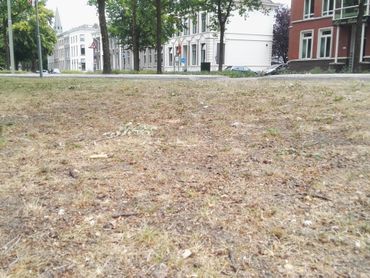 Verdord gazon. Als het regelmatig maaien tijdens de droogte door blijft gaan, blijft er soms alleen zand over