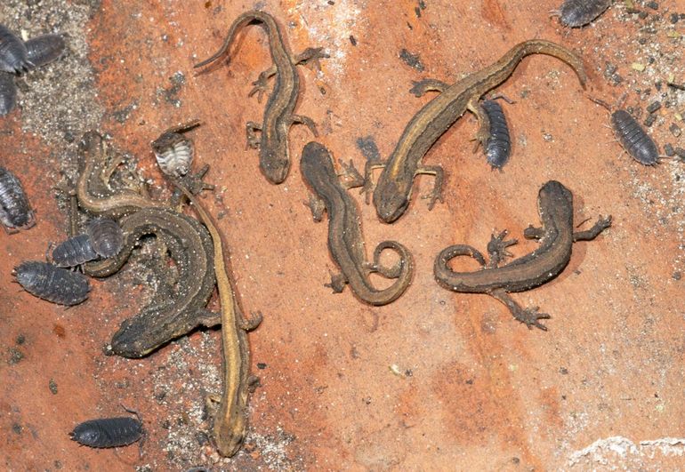 Overwinterende kleine watersalamanders