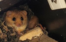 Sylvia de Graaf (eenmalig gebruik) Hazelmuis in nestbuis